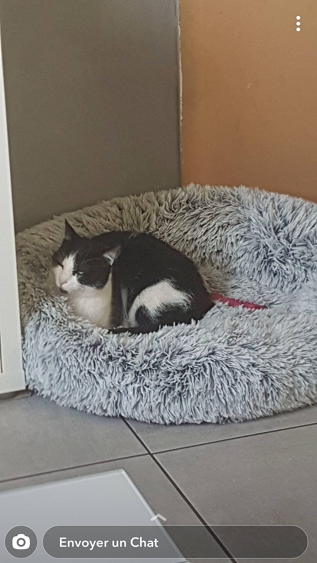 Thor participe au concours pour gagner de l'argent avec cette photo : carnivore, cat, cat_bed, cat_supply, comfort, domestic_short_haired_cat, felidae, floor, flooring, fur, grey, linens, pet_supply, rectangle, small_to_medium_sized_cats, snout, tail, whiskers, window, wood