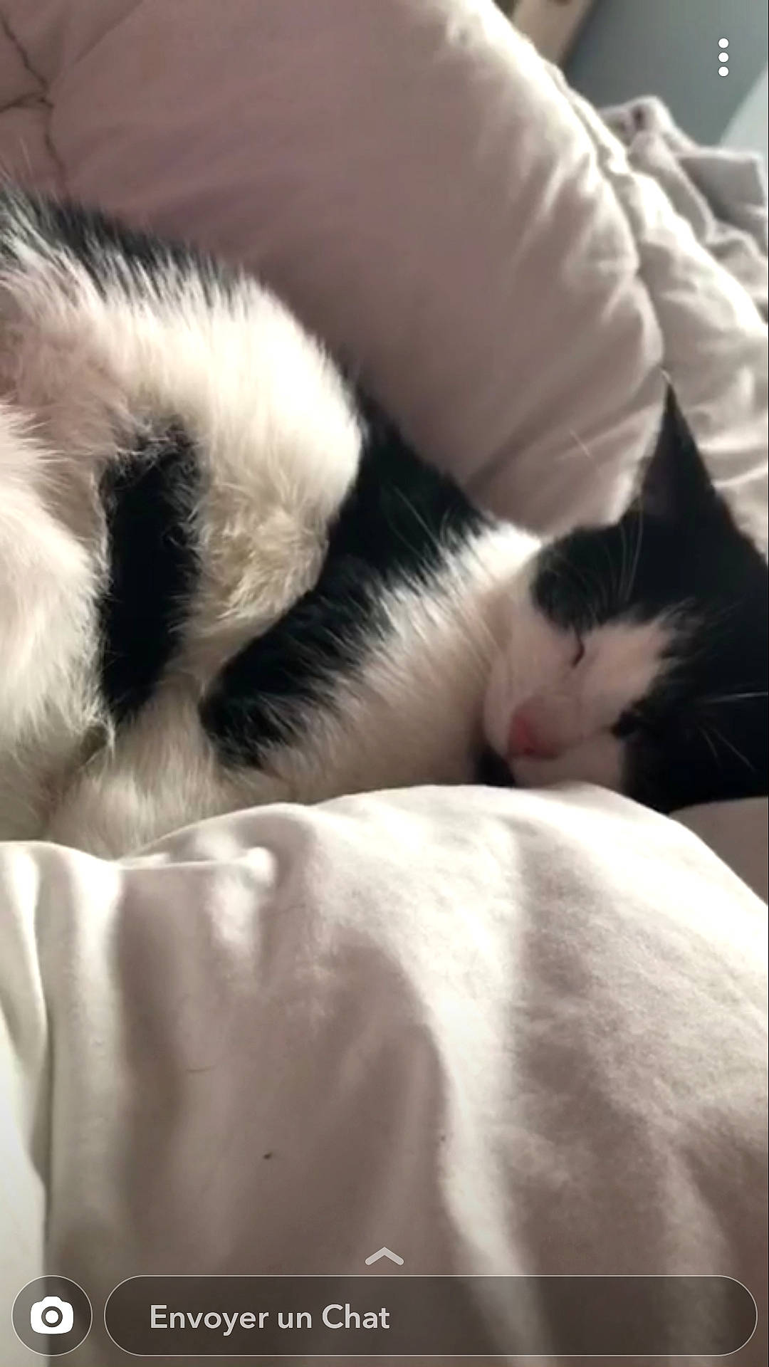 Thor a rejoint le concours — aidez-le/la à gagner de superbes lots ! carnivore, cat, cloud, comfort, domestic_short_haired_cat, eye, felidae, foot, fur, human_leg, leg, mammal, monochrome_photography, nap, paw, small_to_medium_sized_cats, snout, tail, vertebrate, whiskers