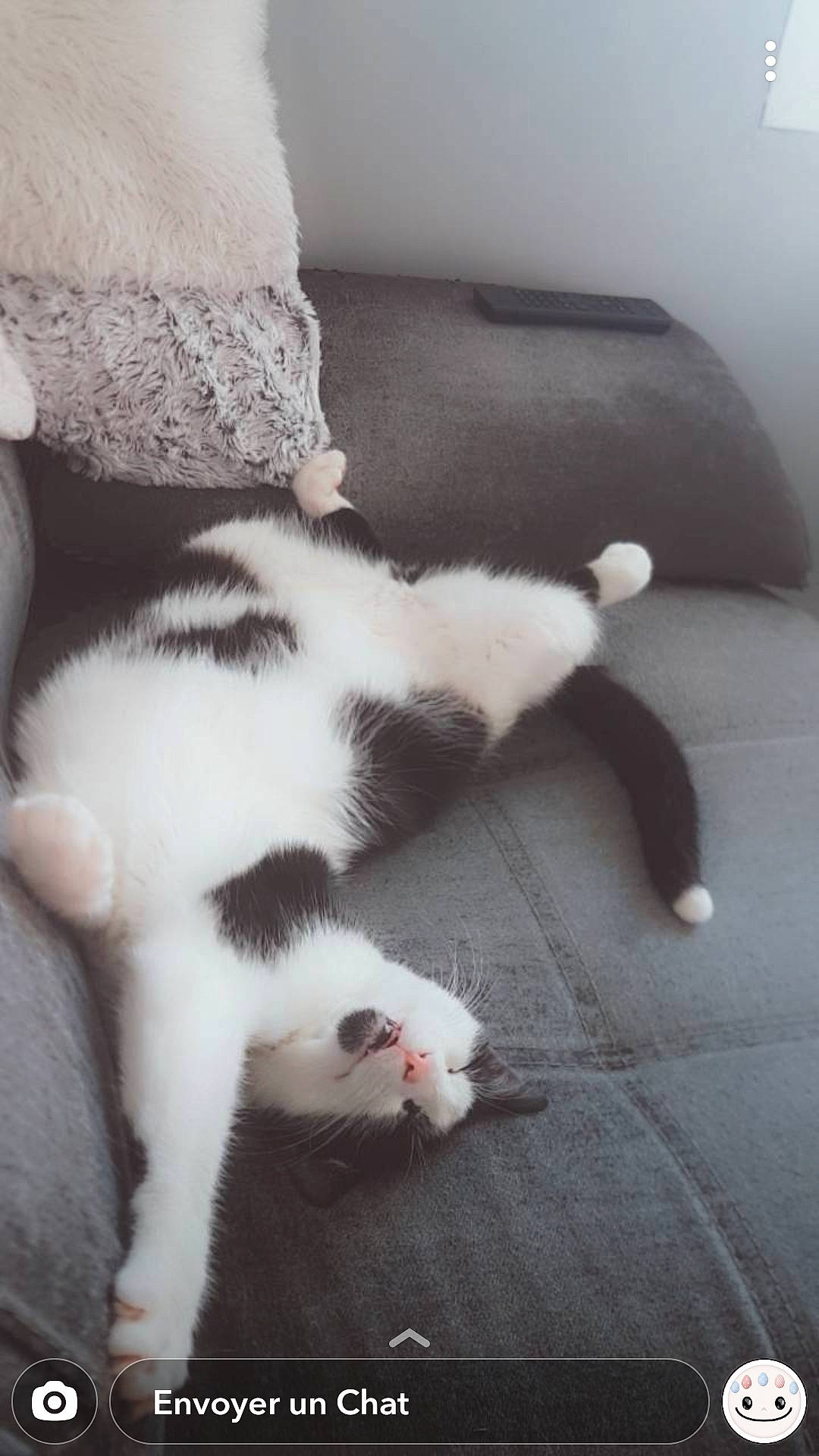 Thor participe au concours pour gagner de l'argent avec cette photo : carnivore, cat, claw, cloud, comfort, domestic_short_haired_cat, felidae, flooring, fur, grey, hardwood, monochrome_photography, nap, paw, room, small_to_medium_sized_cats, square, tail, whiskers, wood