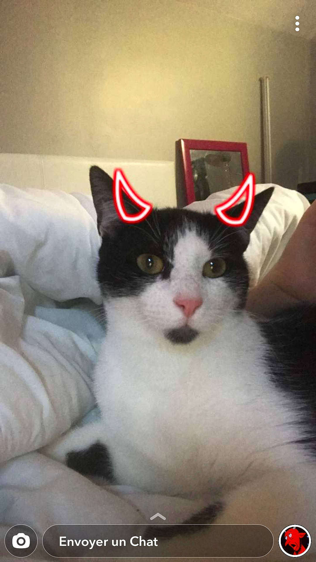 Thor participe au concours pour gagner de l'argent avec cette photo : carnivore, cat, comfort, domestic_short_haired_cat, eye, felidae, fur, paw, small_to_medium_sized_cats, snout, tail, whiskers