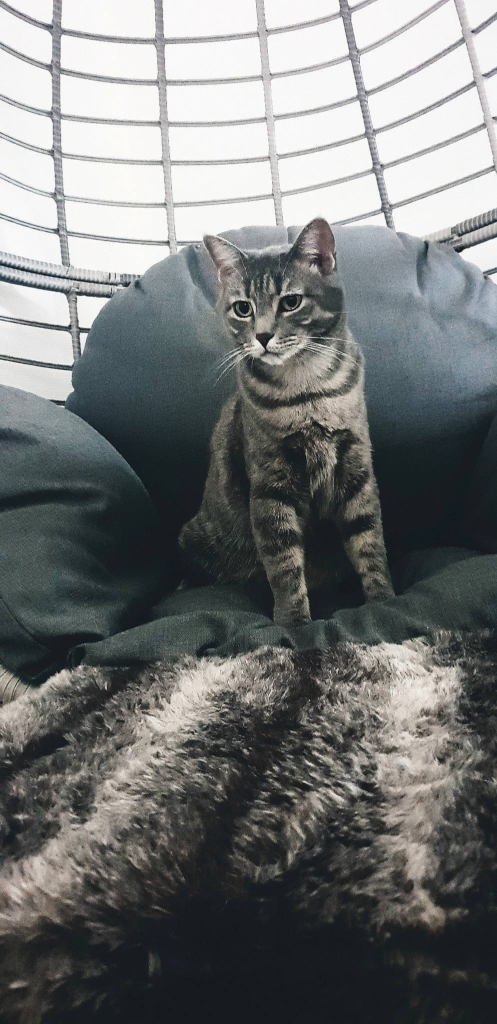 Duc a rejoint le concours — aidez-le/la à gagner de superbes lots ! american_shorthair, american_wirehair, asian, british_semi_longhair, british_shorthair, california_spangled, carnivore, cat, domestic_short_haired_cat, dragon_li, egyptian_mau, european_shorthair, felidae, kitten, mammal, pixie_bob, small_to_medium_sized_cats, tabby_cat, whiskers, wild_cat