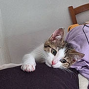 Azalée a rejoint le concours — aidez-le/la à gagner de superbes lots ! animal, blanket, brown, cat, chair, curious, cute, domestic, ear, face, fur, furniture, indoor, kitten, paw, pet, resting, whiskers, white, young