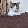Azalée participe au concours pour gagner de l'argent avec cette photo : animal, brown_couch, cat, couch, cozy, cute, domestic_animal, feline, fur, indoor, kitten, pet, relaxed, resting, sleepy, small_animal, soft, striped_cushion, whiskers, young_cat