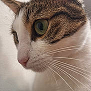 Azalée participe au concours pour gagner de l'argent avec cette photo : animal, background, brown_stripes, cat, close_up, curious, face, feline, fur, green_eyes, indoor, mammal, natural_light, pet, pink_nose, portrait, profile, soft_lighting, whiskers, white_fur