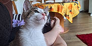 Azalée participe au concours pour gagner de l'argent avec cette photo : cat, chair, cozy, curious, domestic, furniture, home, indoor, kitten, legs, living_room, person, pet, relaxing, sofa, tabby, table, tablecloth, white_fur, wooden_floor