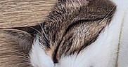 Azalée a rejoint le concours — aidez-le/la à gagner de superbes lots ! animal, cat, close_up, cute, ear, face, fur, indoor, mammal, nose, peaceful, pet, pink_nose, relaxed, resting, sleeping, tabby, whiskers, white_fur, wooden_surface