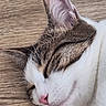 animal, cat, close_up, cute, ear, face, fur, indoor, mammal, nose, peaceful, pet, pink_nose, relaxed, resting, sleeping, tabby, whiskers, white_fur, wooden_surface