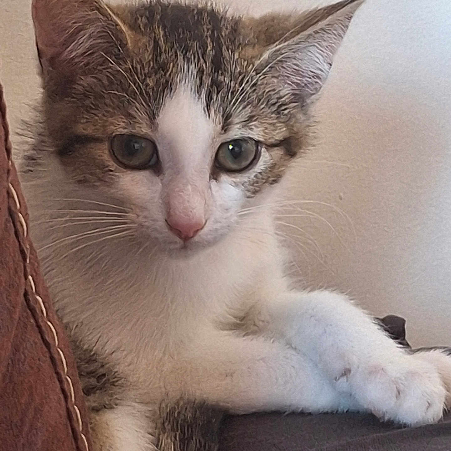 Azalée a rejoint le concours — aidez-le/la à gagner de superbes lots ! animal, cat, closeup, curious, cute, domestic_cat, feline, fur_texture, indoor, kitten, neutral_background, paws, pet, portrait, resting, soft_lighting, tabby, whiskers, white_fur, young