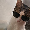 Azalée a rejoint le concours — aidez-le/la à gagner de superbes lots ! accessory, animal, brown_fur, cat, closeup, cool, cute, domestic_cat, ears, face, fashion, feline, indoor, mammal, pet, portrait, shaded, sunglasses, whiskers, white_fur