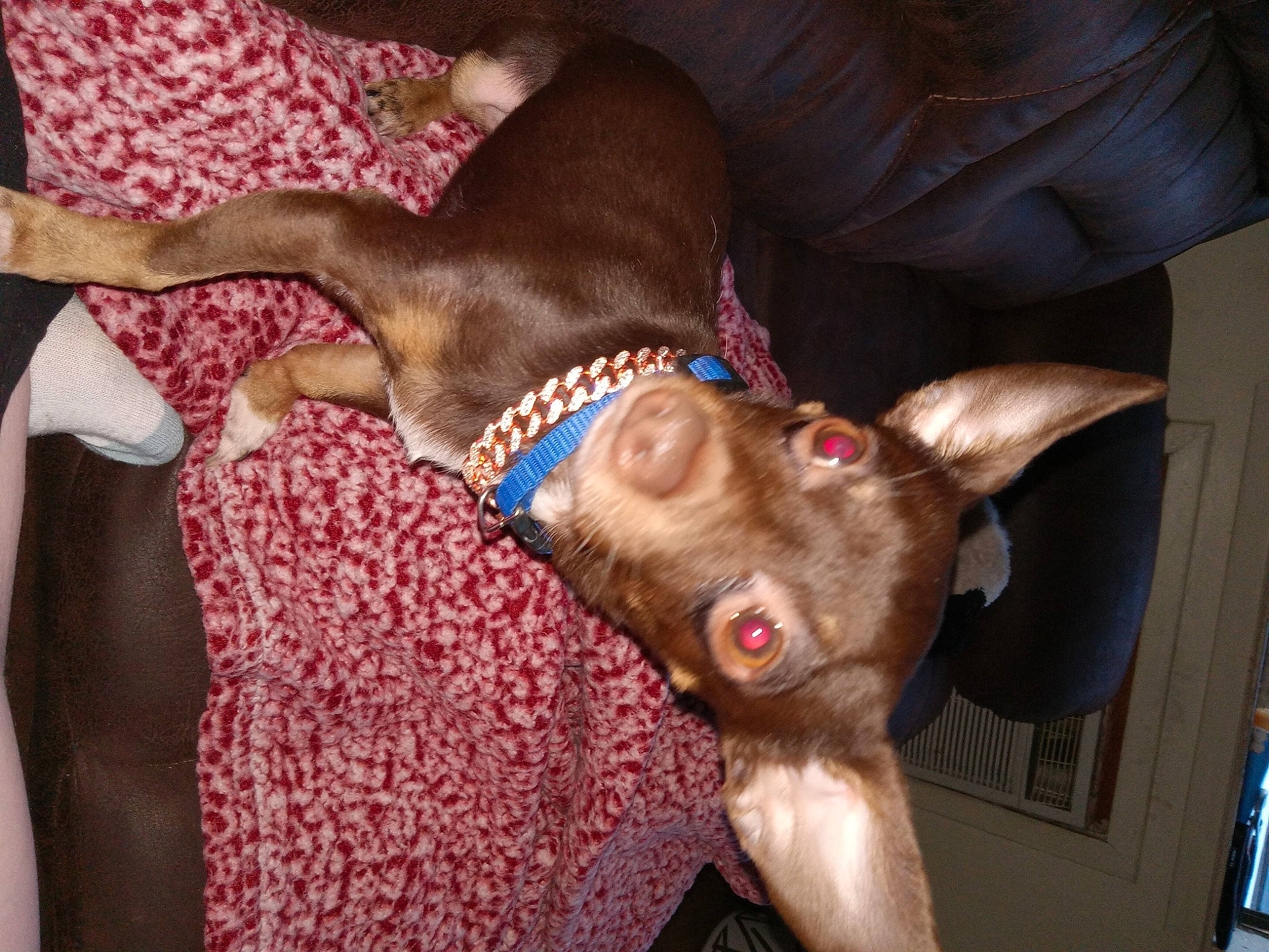 Radar is registered to the contest to win money with this photo: canidae, carnivore, collar, comfort, companion_dog, dog, dog_breed, ear, fashion_accessory, fawn, flesh, fur, gesture, liver, magenta, sporting_group, whiskers, working_animal, wrinkle, wrist