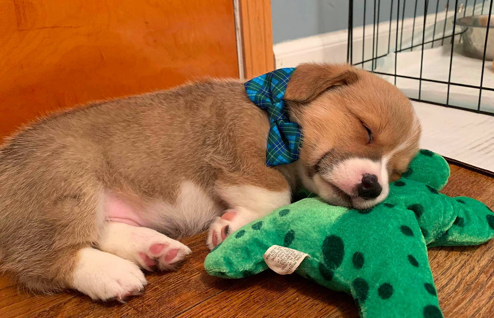 Fisher is registered to the contest to win money with this photo: canidae, carnivore, dog, dog_breed, dog_toy, fawn, mammal, nap, paw, pembroke_welsh_corgi, play, puppy, puppy_love, sleep, snout, vertebrate, welsh_corgi