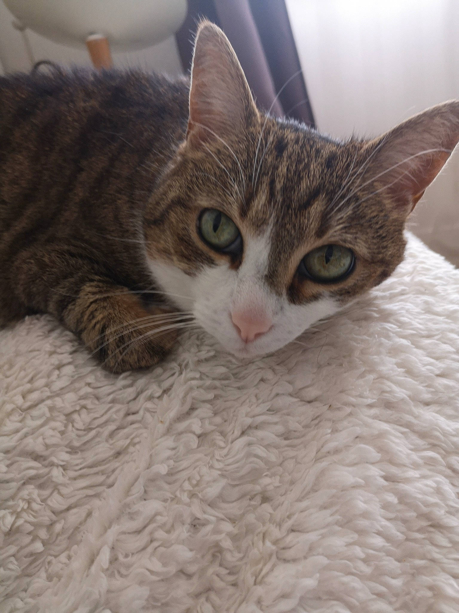 Moumoune a rejoint le concours — aidez-le/la à gagner de superbes lots ! carnivore, cat, claw, comfort, domestic_short_haired_cat, door, eye, felidae, fur, iris, paw, small_to_medium_sized_cats, snout, whiskers, window, wood