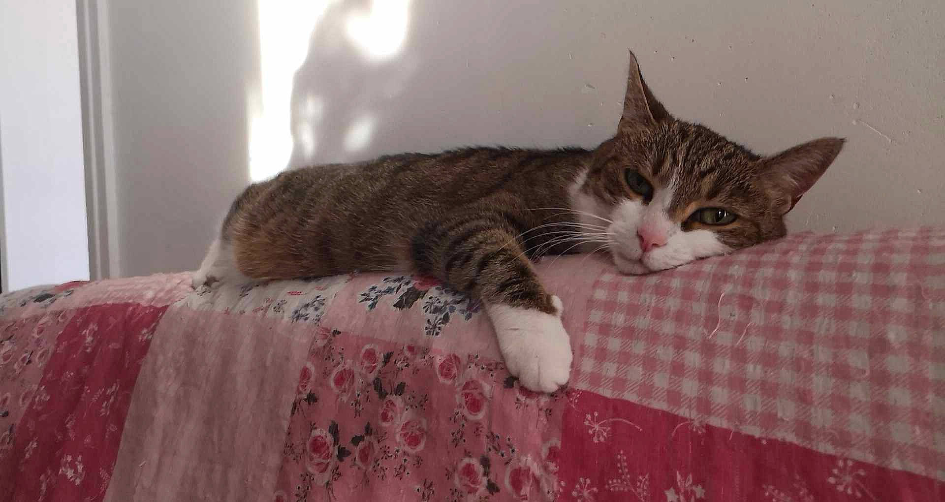 Moumoune a rejoint le concours — aidez-le/la à gagner de superbes lots ! carnivore, cat, claw, comfort, domestic_short_haired_cat, felidae, fur, linens, nap, paw, room, small_to_medium_sized_cats, snout, tail, whiskers, wood