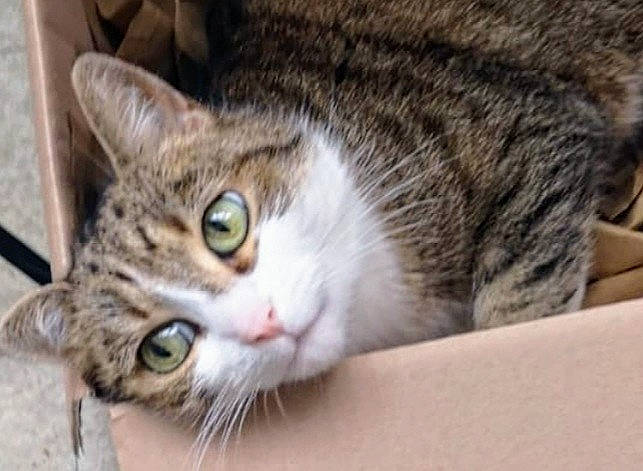 Moumoune a rejoint le concours — aidez-le/la à gagner de superbes lots ! carnivore, cat, domestic_short_haired_cat, felidae, fur, paw, small_to_medium_sized_cats, snout, tree, whiskers