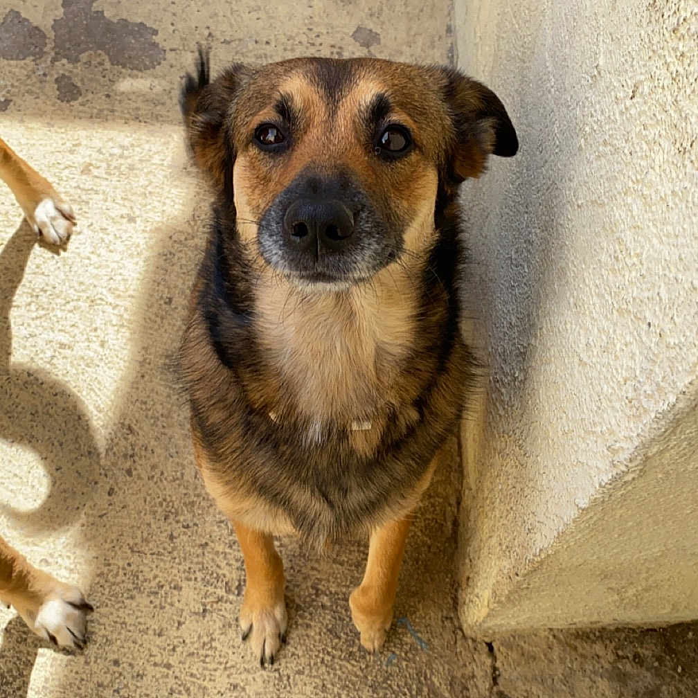 Bella participe au concours pour gagner de l'argent avec cette photo : accessories, animal, boy, canine, child, clothing, dog, footwear, germanshepherd, hound, male, path, person, pet, puppy, sandal, shoe, sneaker, soil, strap