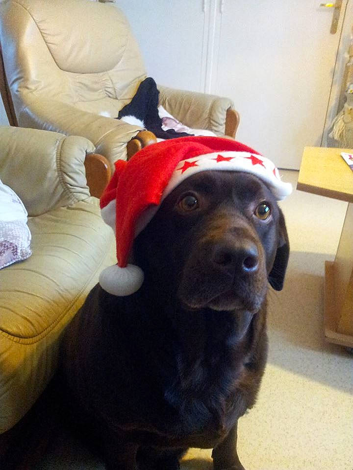 Callie a rejoint le concours — aidez-le/la à gagner de superbes lots ! canidae, carnivore, companion_dog, costume, dog, dog_breed, ear, fawn, guard_dog, labrador_retriever, nose, puppy, retriever, skin, snout, sporting_group