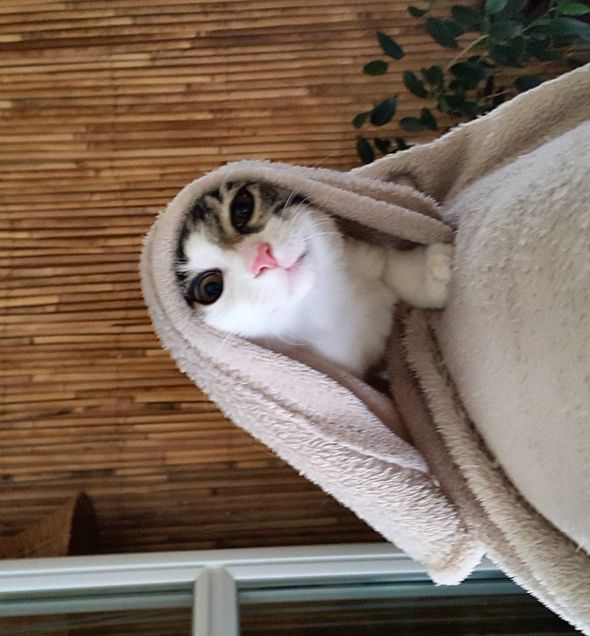 Marley participe au concours pour gagner de l'argent avec cette photo : aegean_cat, american_wirehair, burmilla, carnivore, cat, domestic_short_haired_cat, fawn, felidae, kitten, singapura, small_to_medium_sized_cats, tail, turkish_van, whiskers