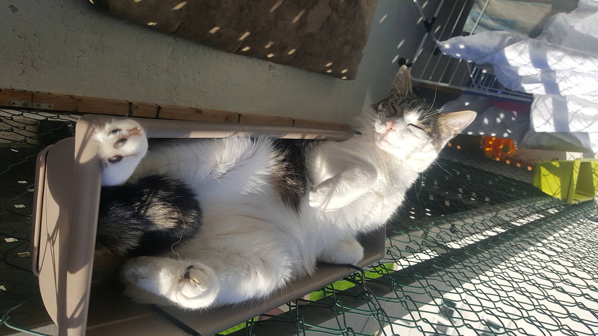 Marley a rejoint le concours — aidez-le/la à gagner de superbes lots ! asphalt, automotive_exterior, automotive_lighting, automotive_tire, car, carnivore, cat, domestic_short_haired_cat, felidae, fur, metal, paw, small_to_medium_sized_cats, snout, tail, tire, vehicle, vehicle_registration_plate, wheel, whiskers