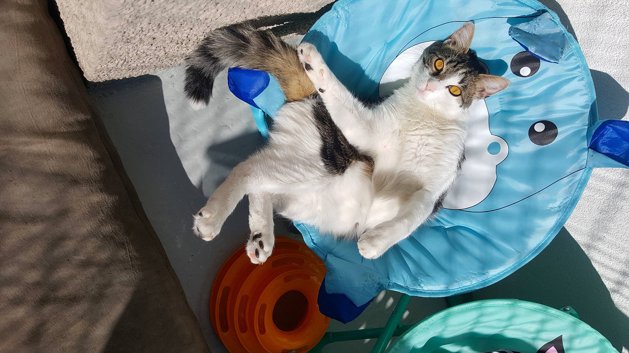 Marley a rejoint le concours — aidez-le/la à gagner de superbes lots ! art, bag, carnivore, cat, comfort, domestic_short_haired_cat, electric_blue, felidae, fur, linens, paw, small_to_medium_sized_cats, tail, whiskers