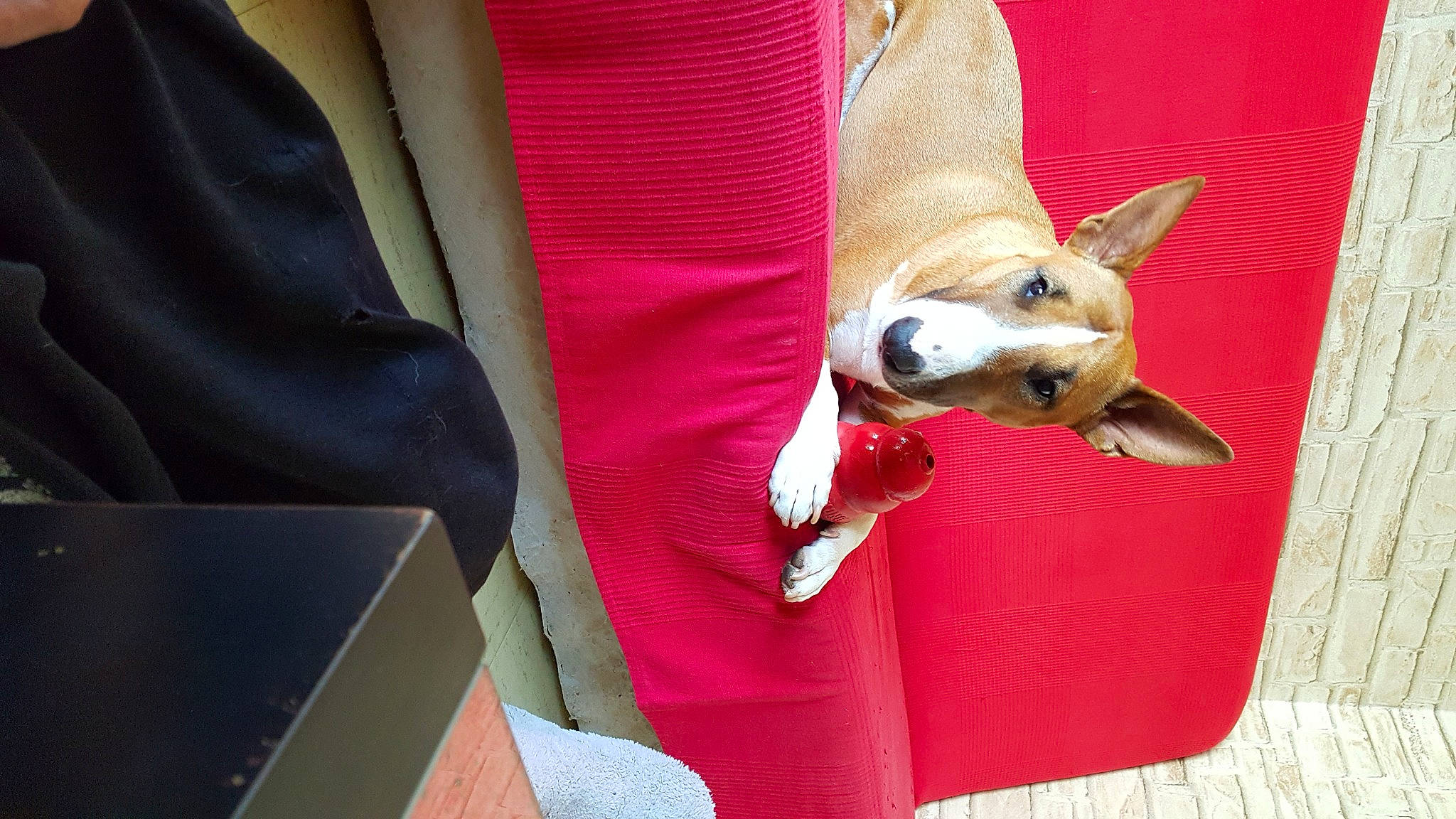 Ginger a rejoint le concours — aidez-le/la à gagner de superbes lots ! canidae, carmine, carnivore, comfort, companion_dog, dog, dog_breed, dog_collar, dog_sports, dog_supply, fawn, flooring, human_leg, knee, paw, sitting, sporting_group, toy_dog, wood, working_animal