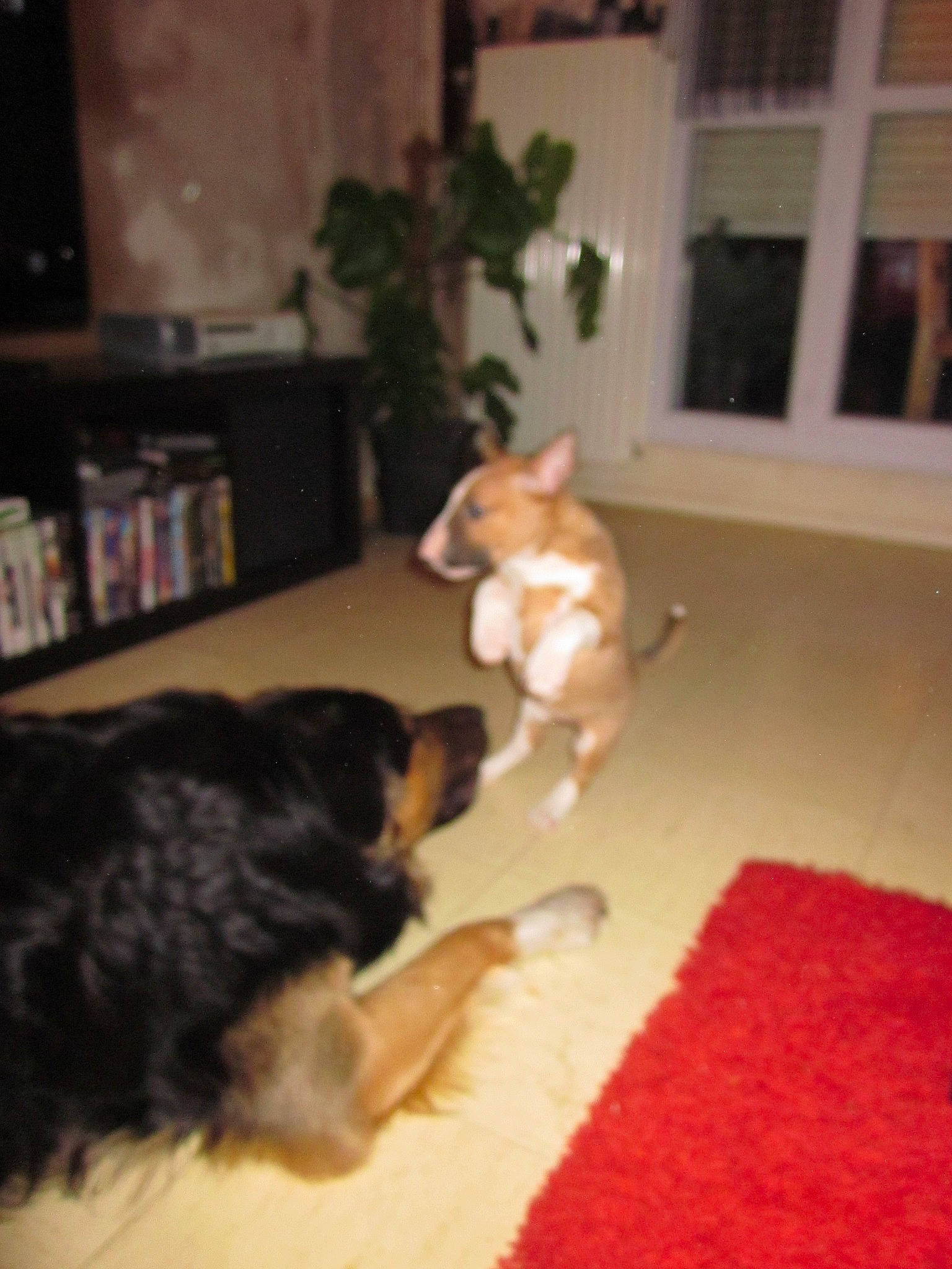 Ginger a rejoint le concours — aidez-le/la à gagner de superbes lots ! carnivore, companion_dog, dog, dog_breed, felidae, floor, flooring, hardwood, houseplant, laminate_flooring, lighting, living_room, plant, room, shelf, small_to_medium_sized_cats, snout, tail, window, wood