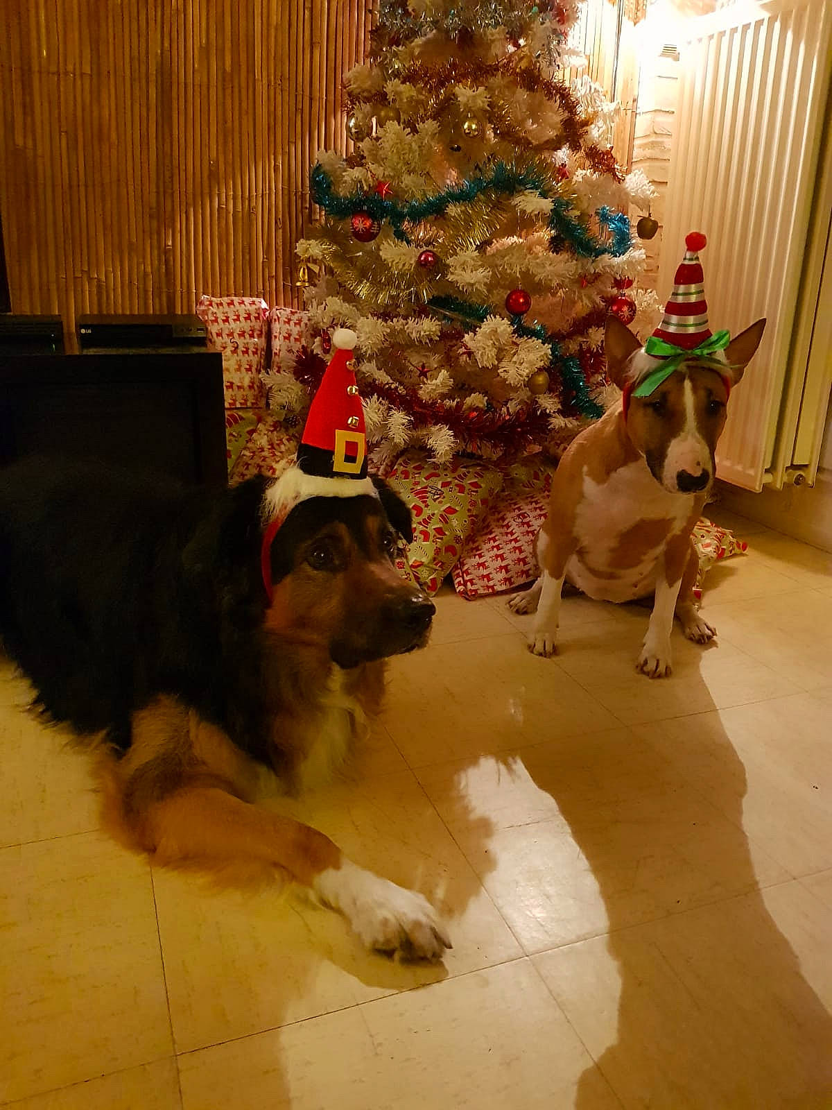 Ginger a rejoint le concours — aidez-le/la à gagner de superbes lots ! carnivore, christmas, christmas_decoration, christmas_eve, christmas_ornament, christmas_tree, collar, companion_dog, dog, dog_breed, dog_supply, floor, flooring, fur, holiday, home, interior_design, snout, sporting_group