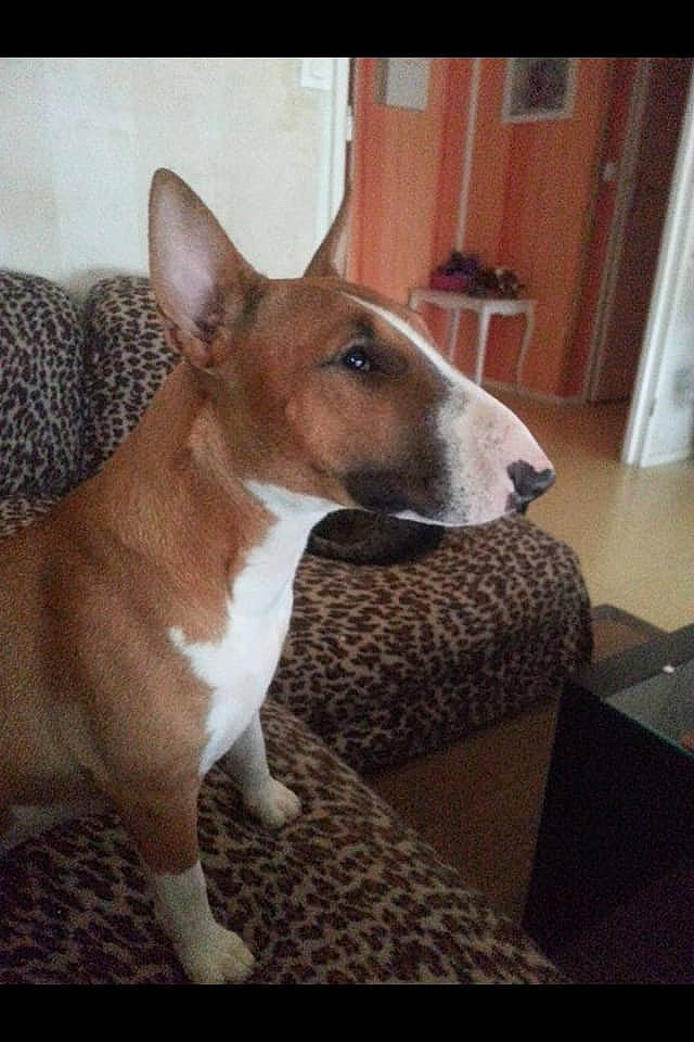 Ginger participe au concours pour gagner de l'argent avec cette photo : basenji, canidae, carnivore, companion_dog, dog, dog_breed, dog_supply, fawn, hound, liver, pet_supply, sighthound, snout, terrestrial_animal, terrier, whiskers, working_animal, working_dog