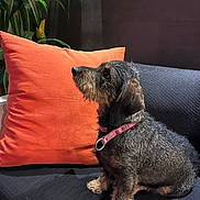 Rumba a rejoint le concours — aidez-le/la à gagner de superbes lots ! dog, puppy, wire_haired, dachshund, pet, collar, pink_collar, sitting, couch, orange_pillow, indoor, plant, green_leaves, fur, side_view, looking_up, black_couch, domestic_animal, companion, animal