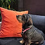dog, puppy, wire_haired, dachshund, pet, collar, pink_collar, sitting, couch, orange_pillow, indoor, plant, green_leaves, fur, side_view, looking_up, black_couch, domestic_animal, companion, animal