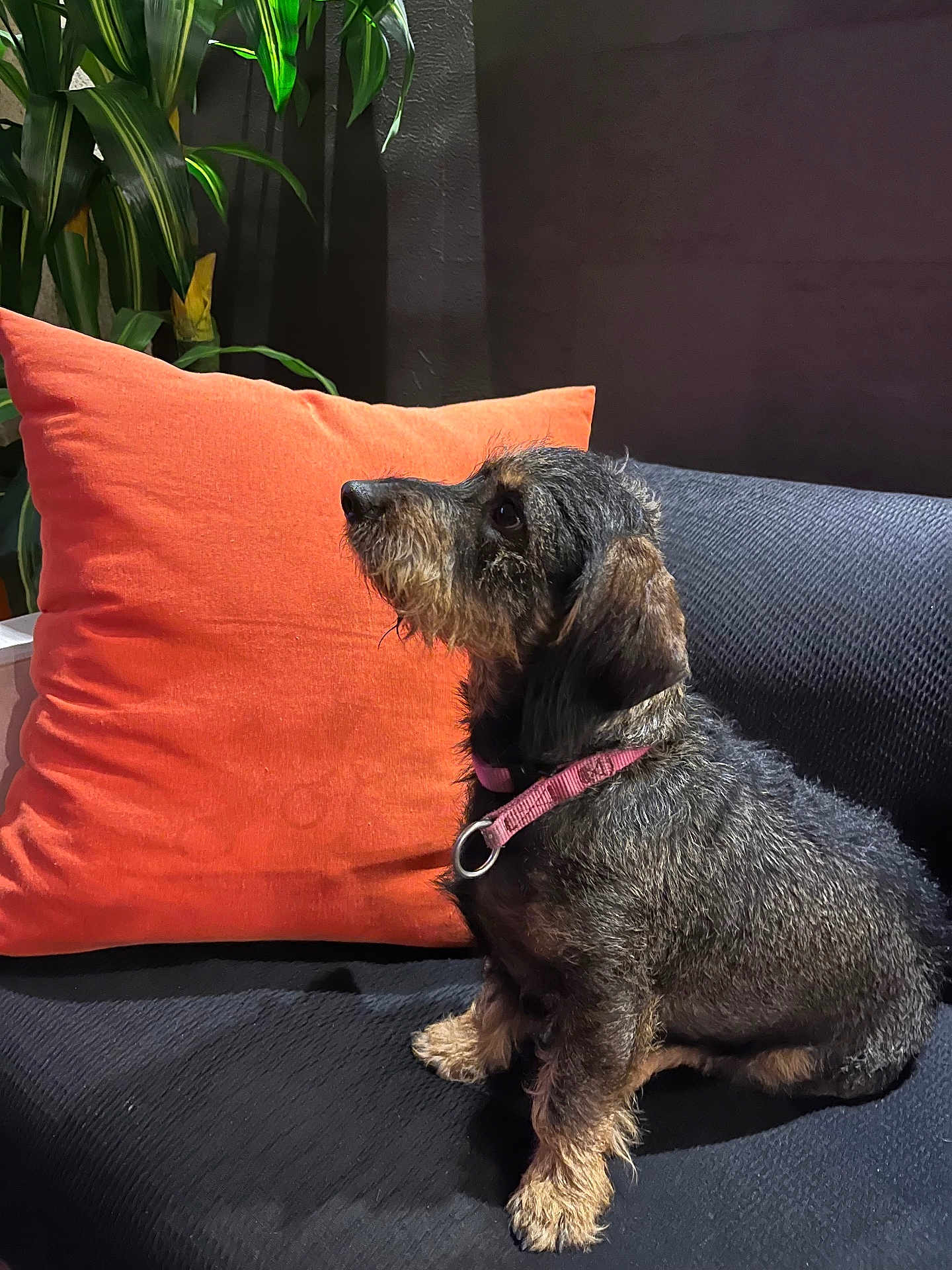 Rumba a rejoint le concours — aidez-le/la à gagner de superbes lots ! dog, puppy, wire_haired, dachshund, pet, collar, pink_collar, sitting, couch, orange_pillow, indoor, plant, green_leaves, fur, side_view, looking_up, black_couch, domestic_animal, companion, animal