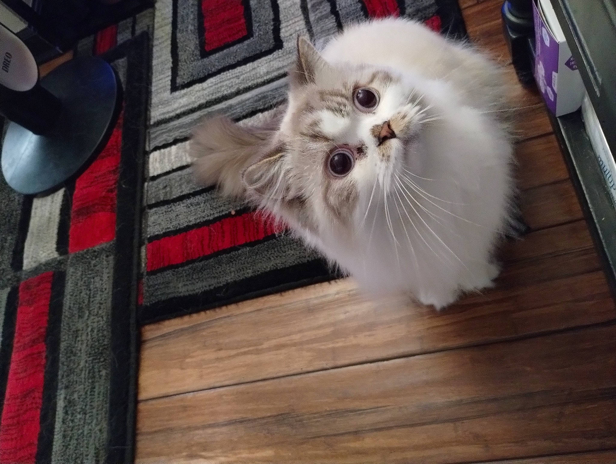 Bam-bam joined the competition — help win amazing prizes! carnivore, cat, companion_dog, dog_breed, fawn, felidae, flooring, fur, hardwood, input_device, mouse, paw, peripheral, persian, small_to_medium_sized_cats, snout, tail, whiskers, wood, wood_stain