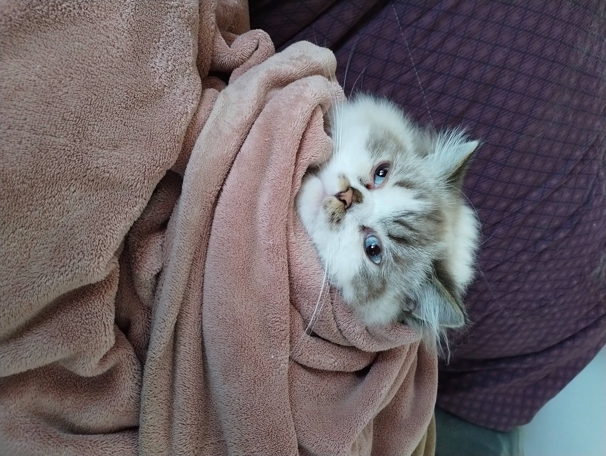 Bam-bam joined the competition — help win amazing prizes! button, carnivore, cat, claw, collar, comfort, felidae, fur, peach, plant, sleeve, small_to_medium_sized_cats, whiskers