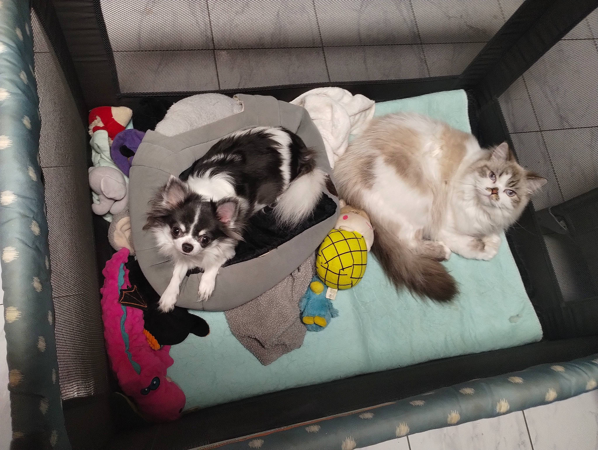 Bam-bam joined the competition — help win amazing prizes! box, canidae, carnivore, cat, cat_supply, comfort, companion_dog, couch, domestic_short_haired_cat, felidae, fur, paw, pet_supply, photo_caption, small_to_medium_sized_cats, tail, whiskers