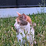 animal, background_blur, calico, cat, closeup, curious, ears, feline, focus, garden, grass, greenery, nature, outdoor, pet, plant, side_view, soft_light, whiskers, wildflowers