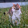 Leïla participe au concours pour gagner de l'argent avec cette photo : cat, grass, wildflowers, outdoor, nature, blur, animal, pet, greenery, plant, feline, garden, background, soft_focus, field, flora, mammal, colorful, closeup, summer