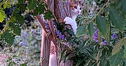 Leïla a rejoint le concours — aidez-le/la à gagner de superbes lots ! animal, branches, cat, climbing, curious, eyes, flowers, fur, garden, greenery, leaves, nature, outdoor, pet, plant, purple_flowers, tree, trunk, whiskers, wildlife