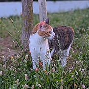 Leïla participe au concours pour gagner de l'argent avec cette photo : cat, calico_cat, outdoor, grass, wildflowers, tree_trunks, nature, animal, pet, feline, curious, alert, greenery, soft_focus, daylight, mammal, walking, flora, plant, environment