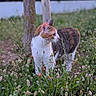 Leïla participe au concours pour gagner de l'argent avec cette photo : alert, animal, calico_cat, cat, curious, daylight, environment, feline, flora, grass, greenery, mammal, nature, outdoor, pet, plant, soft_focus, tree_trunks, walking, wildflowers