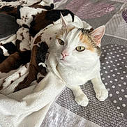 Kirlia participe au concours pour gagner de l'argent avec cette photo : cat, calico, feline, pet, indoor, blanket, fleece, bed, pattern, cozy, white, brown, black, orange, resting, cute, animal, fur, looking_up, soft