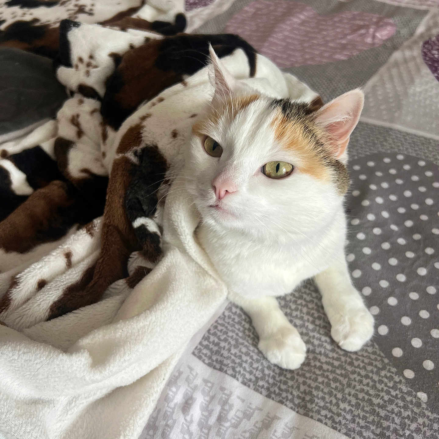 Kirlia participe au concours pour gagner de l'argent avec cette photo : cat, calico, feline, pet, indoor, blanket, fleece, bed, pattern, cozy, white, brown, black, orange, resting, cute, animal, fur, looking_up, soft