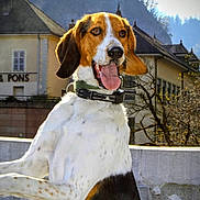 Narco a rejoint le concours — aidez-le/la à gagner de superbes lots ! dog, outdoor, building, mountain, sunlight, happy, playful, tongue_out, collar, pet, animal, nature, daylight, leash, ears, fur, spot, face, excited, canine