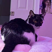 Sinder is registered to the contest to win money with this photo: cat, black_and_white_cat, pet, indoor, bedroom, blanket, soft_texture, pink_color, door, poster, wall, feline, animal, fur, looking_back, curious, cozy, resting, domestic_animal, cute