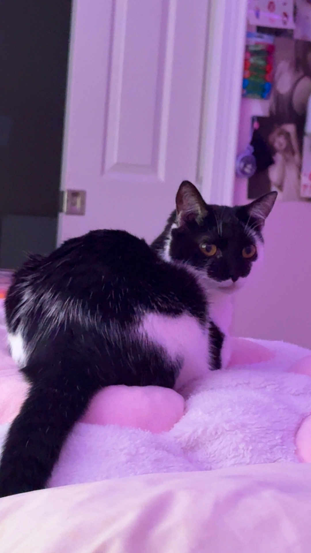Sinder is registered to the contest to win money with this photo: cat, black_and_white_cat, pet, indoor, bedroom, blanket, soft_texture, pink_color, door, poster, wall, feline, animal, fur, looking_back, curious, cozy, resting, domestic_animal, cute