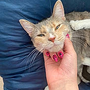 Suk is registered to the contest to win money with this photo: cat, pet, hand, nail_art, pink_nails, scratching, chin, relaxed, content, blue_cushion, whiskers, fur, closeup, domestic_cat, indoor, comfort, resting, animal, feline, soft