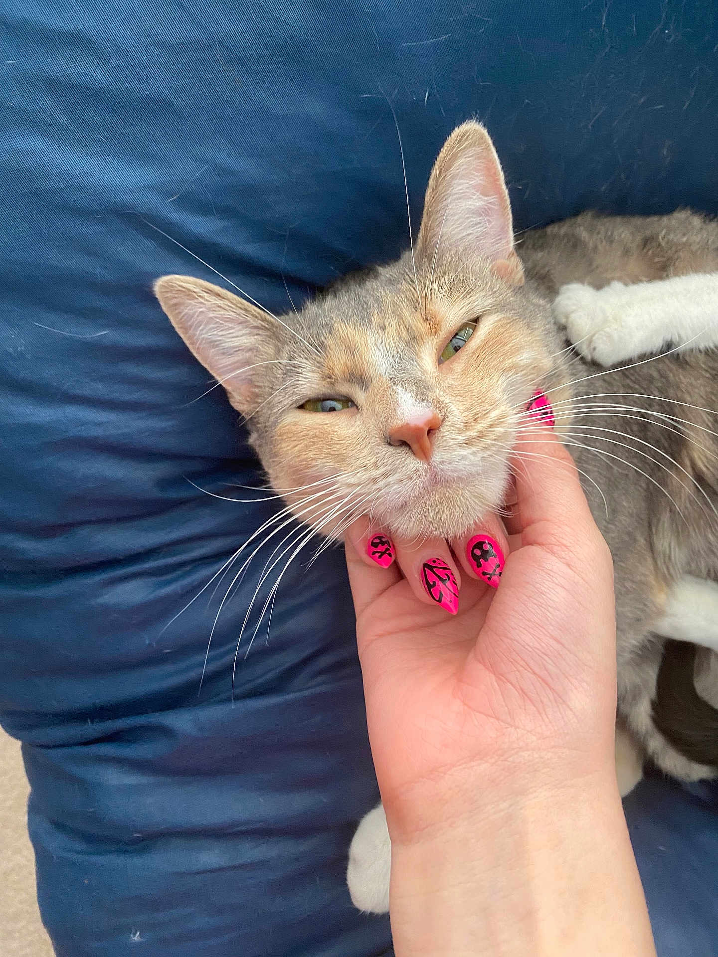 Suk is registered to the contest to win money with this photo: cat, pet, hand, nail_art, pink_nails, scratching, chin, relaxed, content, blue_cushion, whiskers, fur, closeup, domestic_cat, indoor, comfort, resting, animal, feline, soft