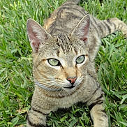 Kurt is registered to the contest to win money with this photo: animal, cat, close_up, cute, domestic_cat, ears, feline, grass, greenery, lying_down, mammal, nature, outdoor, paws, pet, relaxed, striped, sunlight, tabby, whiskers
