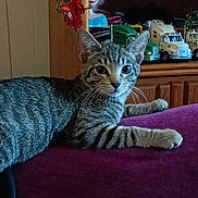 Lady Bug joined the competition — help win amazing prizes! cat, tabby_cat, indoor, toy_trucks, doll, purple_surface, wooden_shelf, curious, pet, feline, striped_fur, relaxed, looking_at_camera, whiskers, ears, playful_background, collection, decor, household, furniture