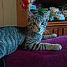 cat, tabby_cat, indoor, toy_trucks, doll, purple_surface, wooden_shelf, curious, pet, feline, striped_fur, relaxed, looking_at_camera, whiskers, ears, playful_background, collection, decor, household, furniture