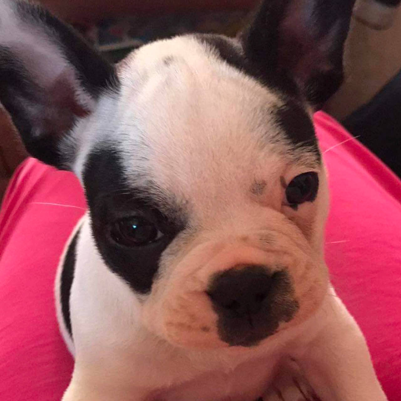 Rocky participe au concours pour gagner de l'argent avec cette photo : canidae, carnivore, collar, comfort, companion_dog, dog, dog_breed, ear, eye, eyebrow, fawn, fur, head, jaw, nose, snout, sporting_group, toy_dog, whiskers, working_animal