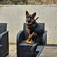 Athena a rejoint le concours — aidez-le/la à gagner de superbes lots ! dog, german_shepherd, pet, animal, sitting, chair, patio, outdoor, wicker_furniture, stone_wall, rustic, table, terrace, tile_floor, black_and_tan, upright_pose, collar, leash, portrait, domestic_animal